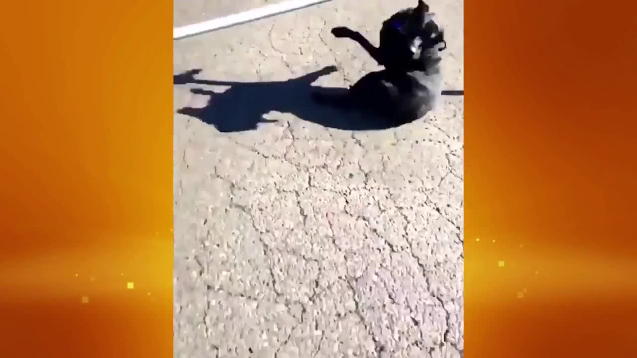 BEST Funny Videos YOU WILL LAUGH