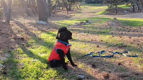 The sunlight through the trees and the puppy sitting still.