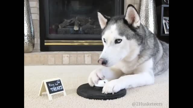 Funny Husky’s Compilation