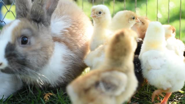 Cute video with a rabbit and chickens!