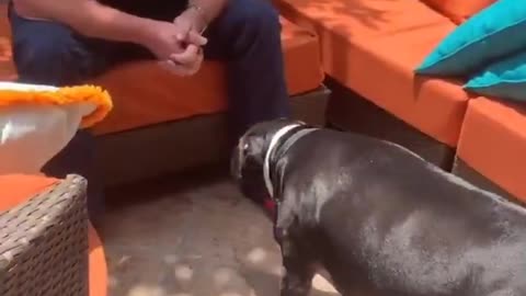 Dog's reaction to seeing the owner after six months..🐕🐾🥺❤️
