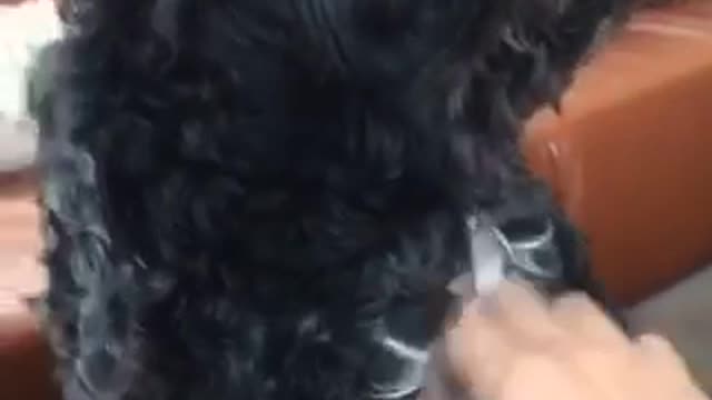 Furry black dog with white white patch on chest puts paw on owners leg when petting stops