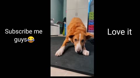 Dog😂 owns the dance floor with her adorable dance moves