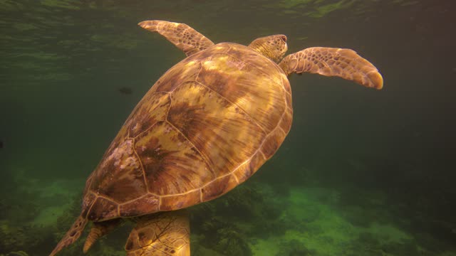 Turtle close encounter, lovely creature