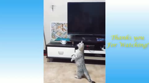 Cat vs helicopter very funny