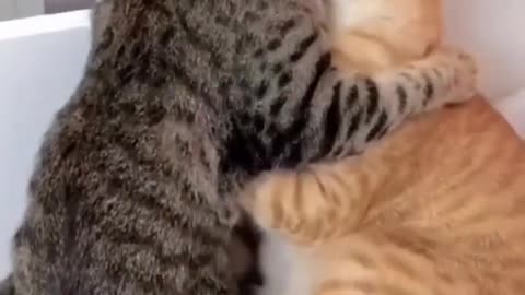 Funny video dogs and cats and cats
