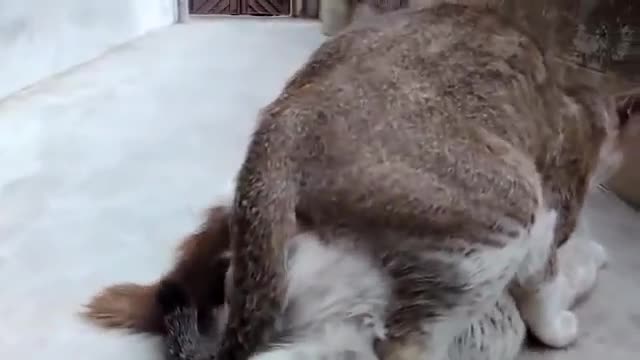 cat mating full hd