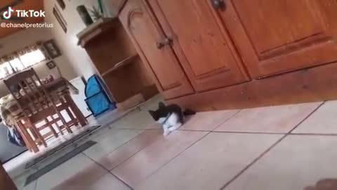 Funny cat vs dog fight