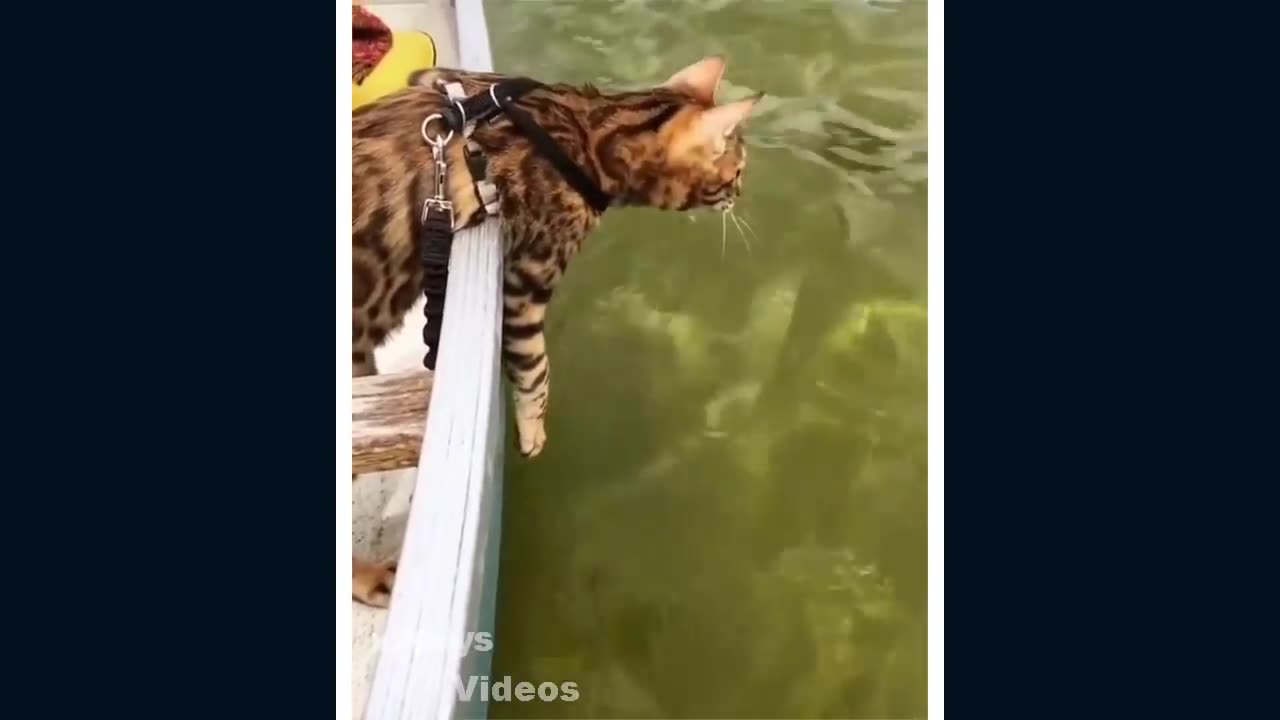 Funny Cat Compilation #1