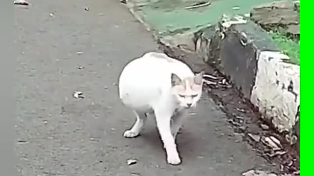 That's a lot of things! # cute pet # Mama cat # cat # stray cat