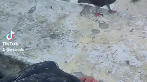 pigeons