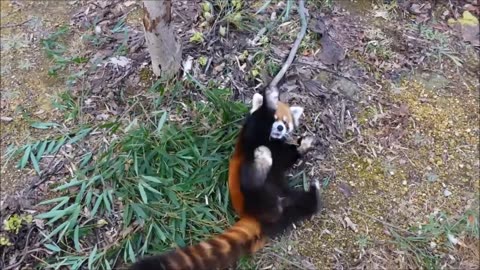 Most Adorable Red Panda - CUTEST Compilation