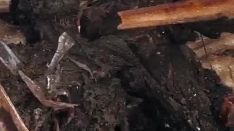 Israeli Gov't ☠️