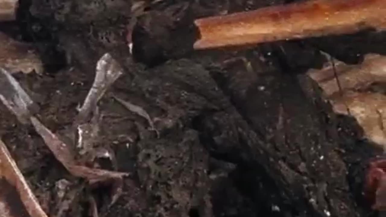 Israeli Gov't ☠️