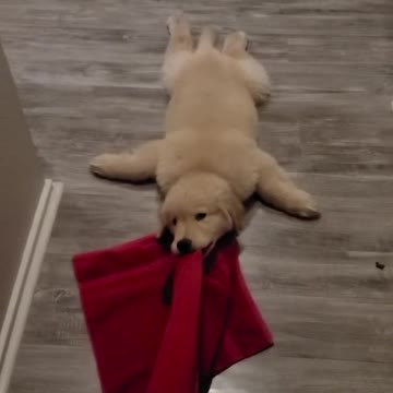 Cute puppy will not let go of the towel