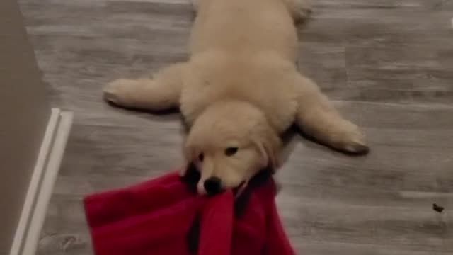 Cute puppy will not let go of the towel