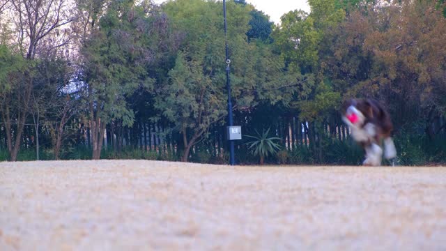 Video Of Running Dog While Carrying A Ball