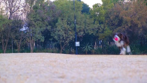 Video Of Running Dog While Carrying A Ball