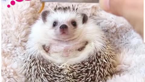 Adorable hedgehog eating worms