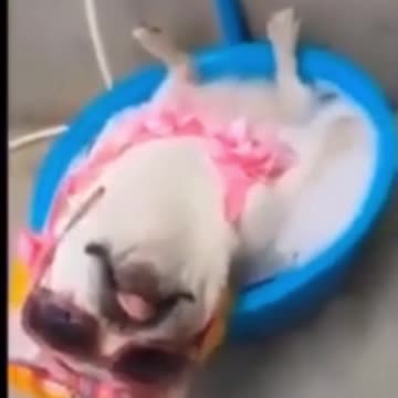 Kittens & Pups-Cutest 2021-Hilariously Cute 10