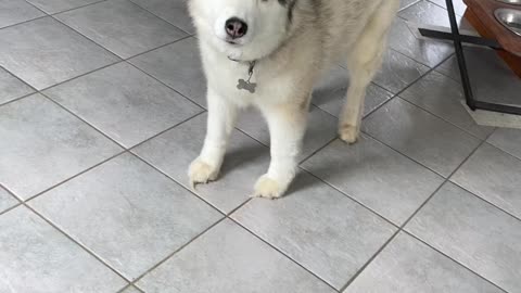 Husky asking to go outside