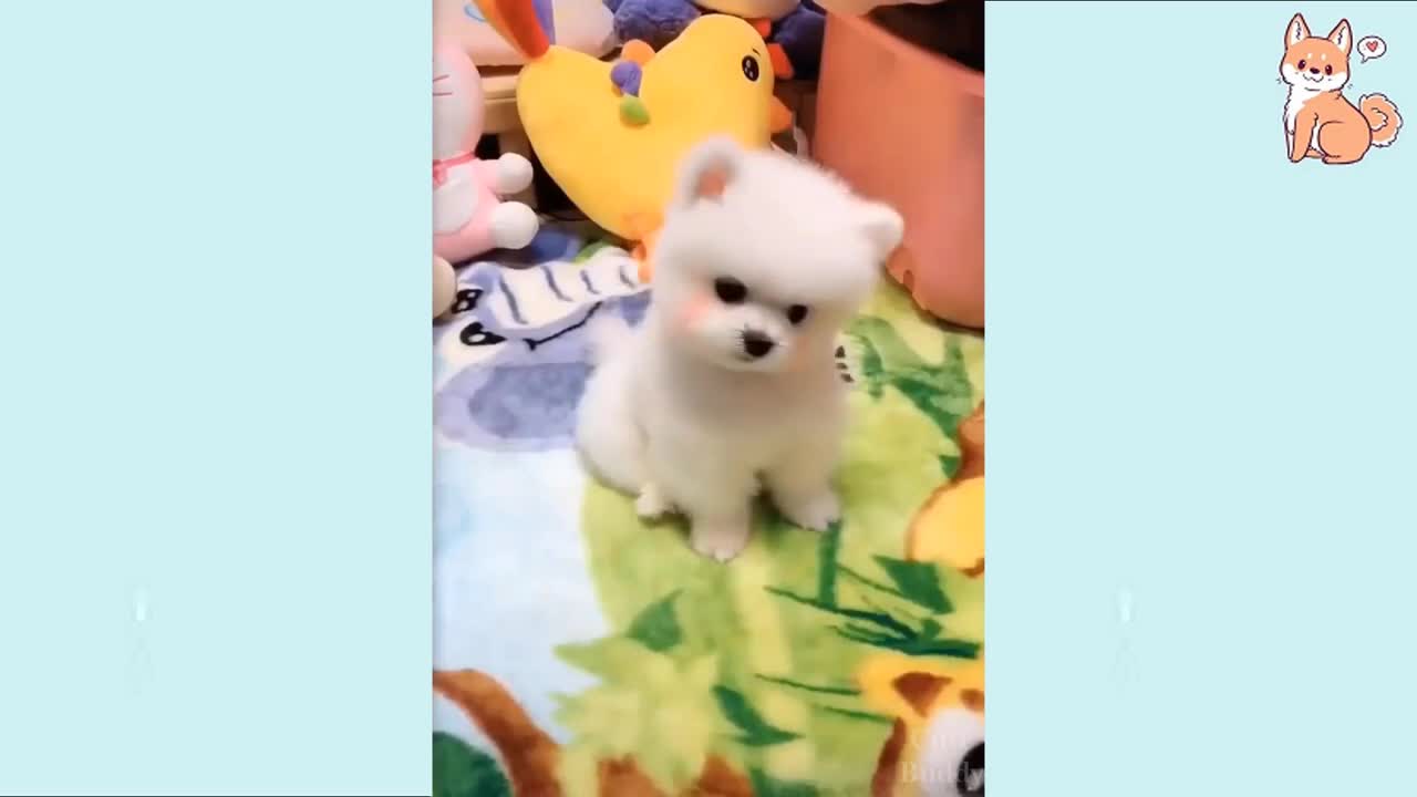 Cute Puppies! Funny Cute Dogs. 2021