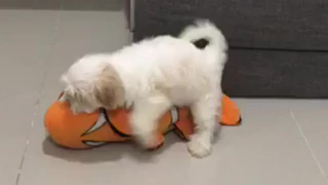 Little champ finds nemo