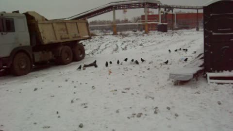 Crows in winter