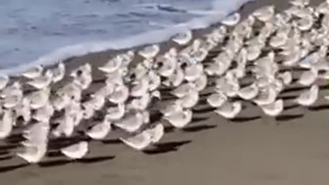 So cute seabirds funnyanimal funny videos animal friends beach bird ...