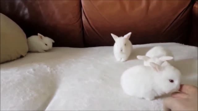 BABY BUNNY BINKY KITTENS playing on beds, Please Don't Pee/Shit - 3