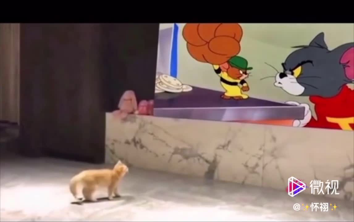 Cat watching Tom and jerry comedy cartoon