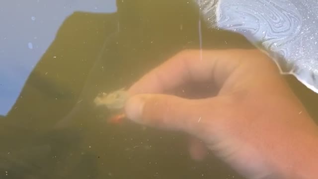 Swimming Snake Steals Bait