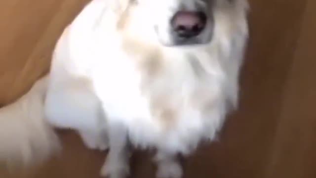 Funny dog highlights