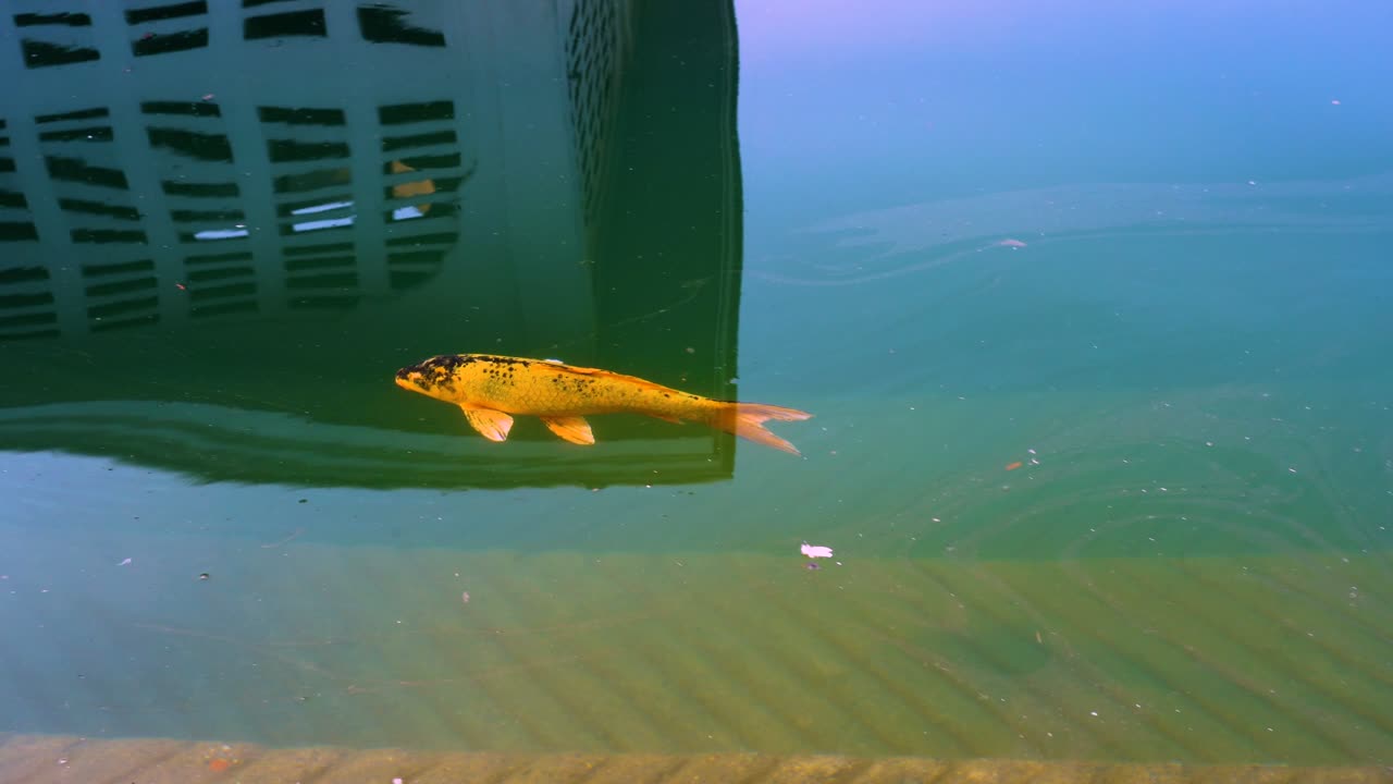 Butterfly koi