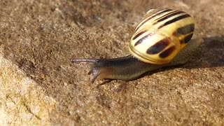 How Fast Snail Can Go on Stone Surface In Sun Set