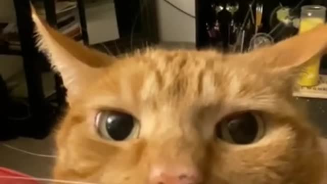 Funny animals