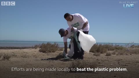 Dolphins Playing with Plastic Bags | Blue Planet Live | BBC Earth
