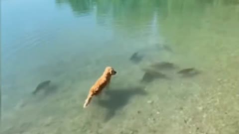 Él perro esta pescando 🤣🤣