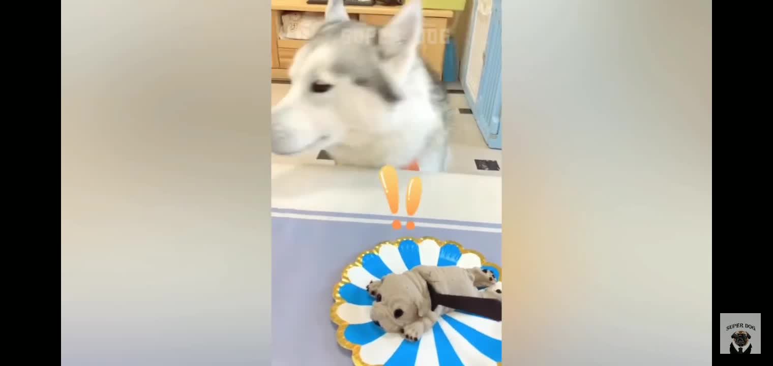 Funny dog reaction to cutting cake p1