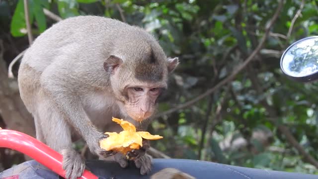 King with his food
