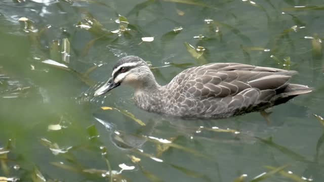 A beautiful duck.