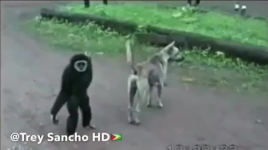 FUNNY ANIMALS VOICE OVERS|