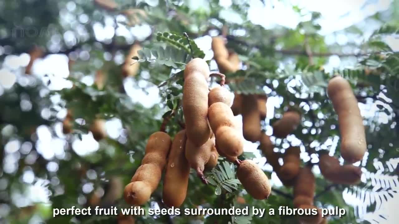 Awesome Tamarind Cultivation Technology - Tamarind farm and harvest - Tamarind Processing