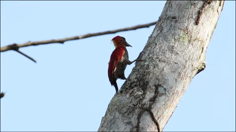 Woodpecker on a white tree