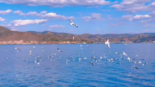 Beautiful seascape with seagulls