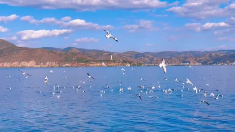 Beautiful seascape with seagulls