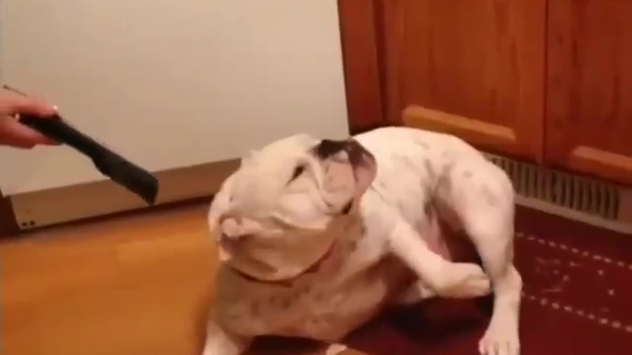 Funny animal video! Funny Dog Video! Cute animal video