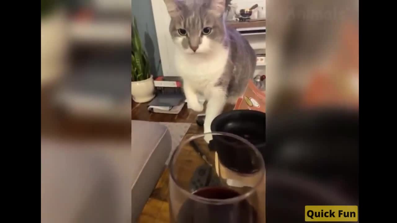 Dogs and Cats, Baby Pets Funny Videos