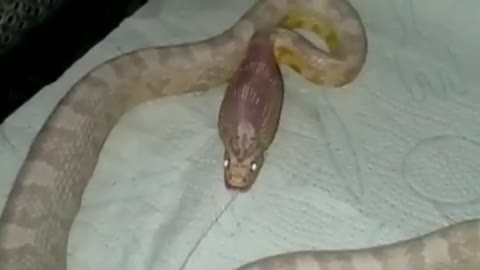 Snake eats?