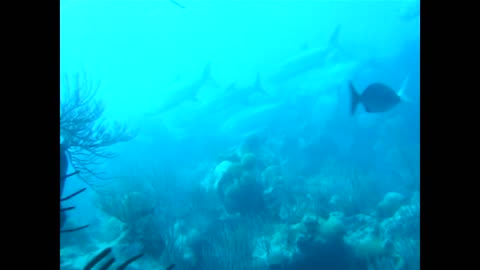 Tarpon in Bermuda